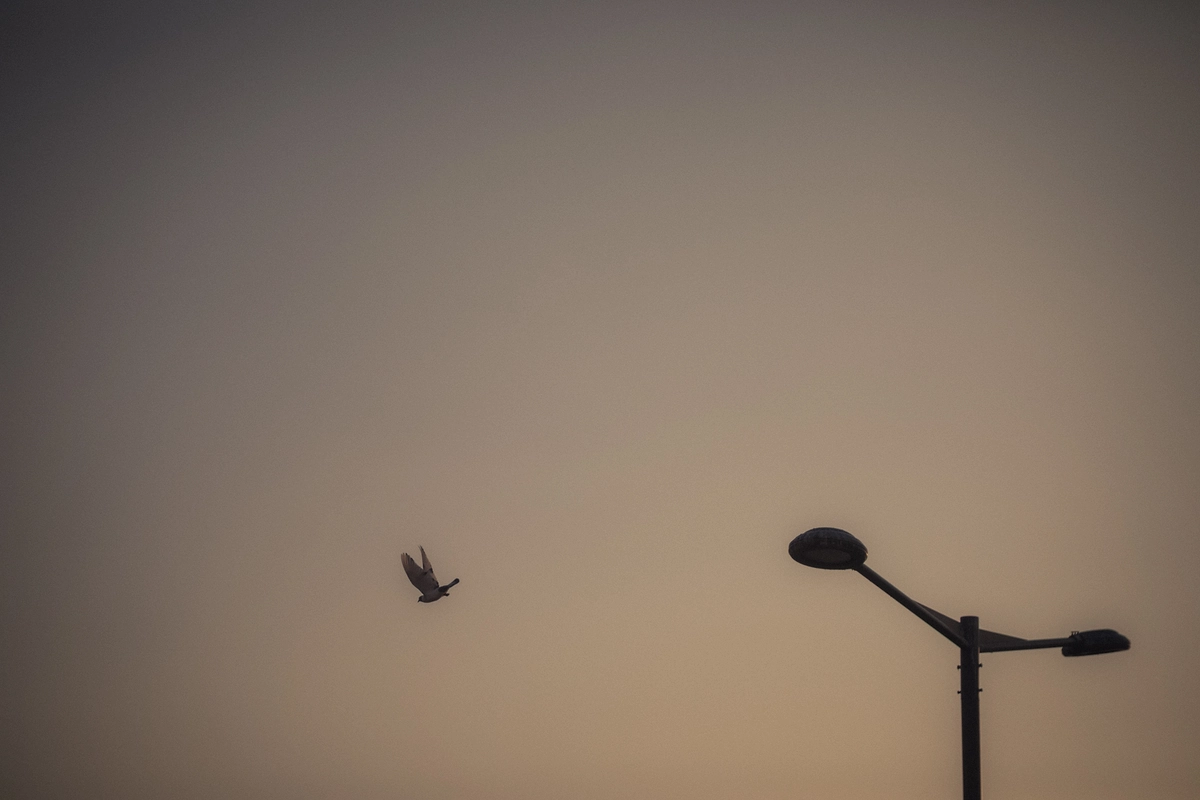 Bird Flying Near Street Lamp at Dusk