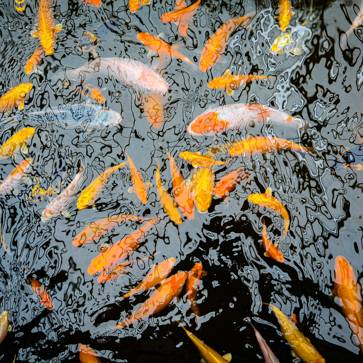 Colorful Koi Fish Swimming in Pond