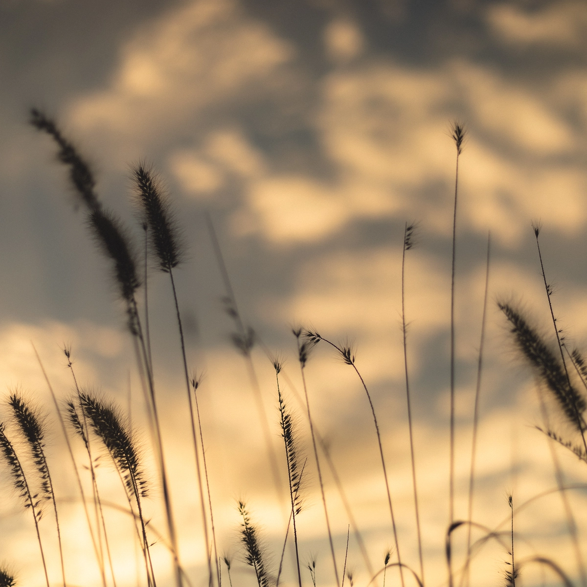 Golden Grass Seeds Against Cloudy Sky