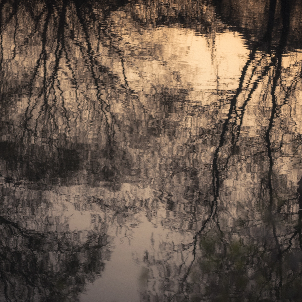 Willow Tree Reflection in Still Water